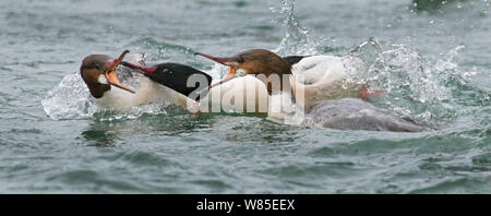 Smergo maggiore (Mergus merganser) maschi e femmine in lotta per il cibo, il lago di Ginevra, Svizzera, marzo. Foto Stock