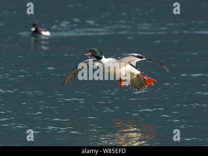 Smergo maggiore (Mergus merganser) maschio in volo, sul Lago di Ginevra, Svizzera, marzo. Foto Stock