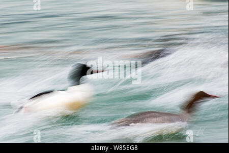 Smergo maggiore (Mergus merganser) maschio e femmina di decollare, offuscata motion, sul Lago di Ginevra, Svizzera, marzo. Foto Stock