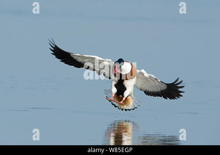 Shelduck comune (Tadorna tadorna) lo sbarco, Cley paludi Riserva, Norfolk, Inghilterra, Regno Unito, Marzo. Foto Stock