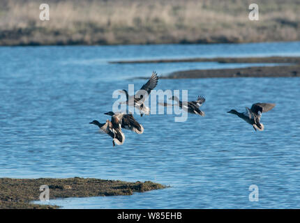 Canapiglia (Anas strepera) gruppo di maschi a caccia femmina, Cley paludi Riserva, Norfolk, Inghilterra, Regno Unito. Marzo Foto Stock