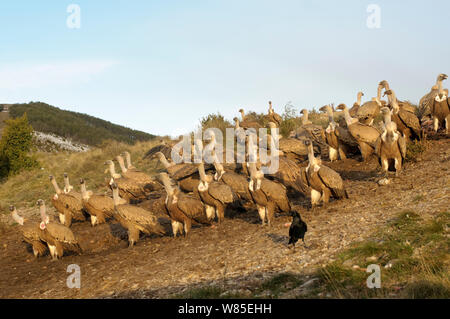 Gregge di eurasiatica avvoltoi grifone (Gyps fulvus) assemblaggio presso la stazione di alimentazione dei Pirenei catalani, in Spagna, in novembre. Foto Stock