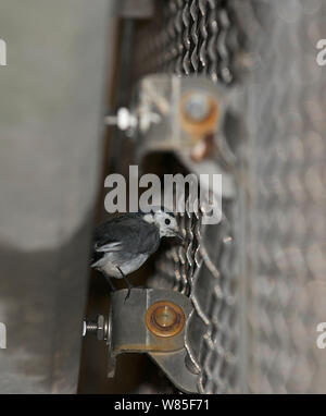 Pied wagtail (Motacilla alba) sono ' appollaiati al Terminal 5 dell'aeroporto di Heathrow di Londra, febbraio. Foto Stock