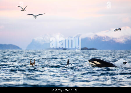 Le orche assassine / orcas (Orcinus orca) caccia aringa, gabbiani attratti dalla sfera di esca. Kvaloya, Troms, Norvegia settentrionale, Novembre (notte polare periodo). Foto Stock