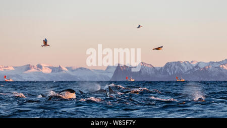 Le orche assassine / orcas (Orcinus orca) alimentazione delle aringhe, gabbiani in volo sopra. Andfjorden, vicino a Andoya, Nordland, gennaio. Foto Stock