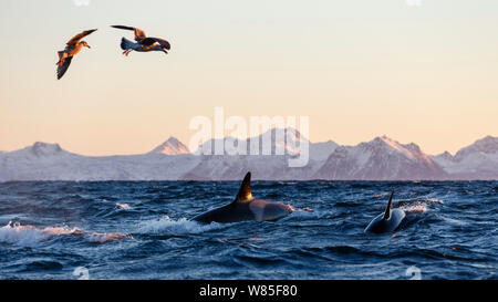 Le orche assassine / orcas (Orcinus orca) seguito da gabbiani reali (Larus argentatus) mentre si alimenta delle aringhe. Andfjorden, vicino a Andoya, Nordland, Norvegia, gennaio. Foto Stock