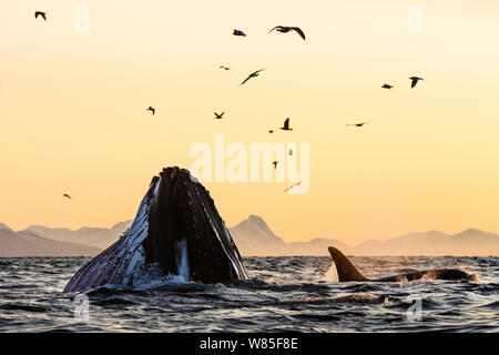 Humpback Whale (Megaptera novaeangliae) e killer whale / orca (Orcinus orca) alimentazione delle aringhe. Andfjorden, vicino a Andoya, Nordland, Norvegia settentrionale, gennaio. Foto Stock