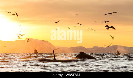 Humpback Whale (Megaptera novaeangliae) e orche / orcas (Orcinus orca) alimentazione delle aringhe con i gabbiani volteggiare sopra. Andfjorden, vicino a Andoya, Nordland, Norvegia settentrionale, gennaio. Foto Stock