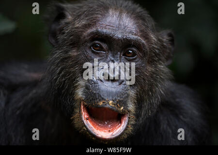 Scimpanzé orientale (Pan troglodytes schweinfurtheii) maschio &#39;Frodo&#39; invecchiato 35 anni ritratto. Gombe. Parco Nazionale, Tanzania. Foto Stock