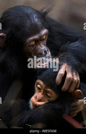 Scimpanzé orientale (Pan troglodytes schweinfurtheii) femmina giovanile &#39;Mambo&#39; età 7 anni di toelettatura maschio per neonati &#39;Nyota&#39; di età inferiore a 1 anno. Gombe. Parco Nazionale, Tanzania. Foto Stock