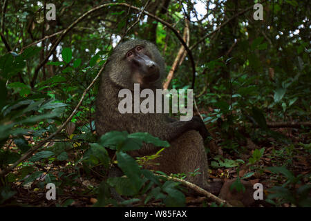 Babbuino oliva (papio anubis cynocephalus) maschio seduto sul pavimento di foresta alimentazione su Mbula frutti. Gombe. Parco nazionale, Tanzania. Foto Stock