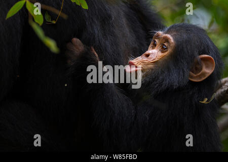 Scimpanzé orientale (Pan troglodytes schweinfurtheii) neonato maschio &#39;Google&#39; invecchiato 2 anni chiamando per sua madre. Gombe. Parco Nazionale, Tanzania. Foto Stock