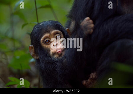 Scimpanzé orientale (Pan troglodytes schweinfurtheii) neonato maschio &#39;cinquanta&#39; di età compresa tra i 9 mesi giocando accanto a sua madre. Gombe. Parco Nazionale, Tanzania. Foto Stock