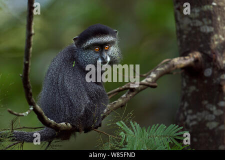 Stulmann&#39;s blue monkey (Cercopithecus mitis stuhlmanni) del bambino di età compresa tra 9-12 mesi seduto su un ramo. Kakamega Forest Sud, provincia occidentale, in Kenya. Foto Stock