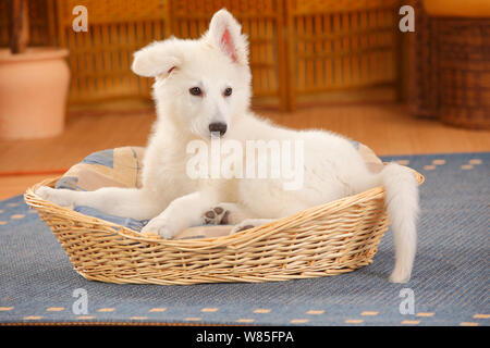 Pastore Svizzero bianco, cane cucciolo età 14 settimane di riposo in cestello. Foto Stock