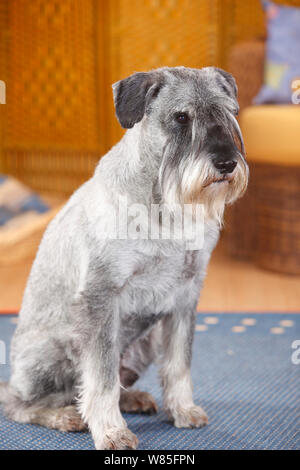 Schnauzer Standard, maschio 10 anni con pepe e sale, colorazione ritratto. Foto Stock