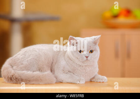 British Shorthair Cat, fulvo femmina in appoggio sul tavolo. Foto Stock