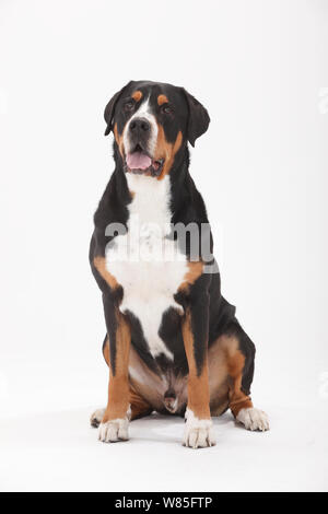 Maggiore Swiss Mountain Dog, maschio età 7 anni. Ritratto contro uno sfondo bianco. Foto Stock