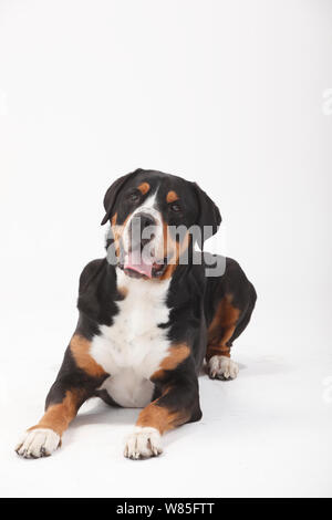 Maggiore Swiss Mountain Dog, maschio età 7 anni. Ritratto contro uno sfondo bianco. Foto Stock