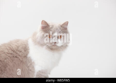 British Longhair Cat, lilla-bianco (Highlander, Lowlander, Britanica) Foto Stock