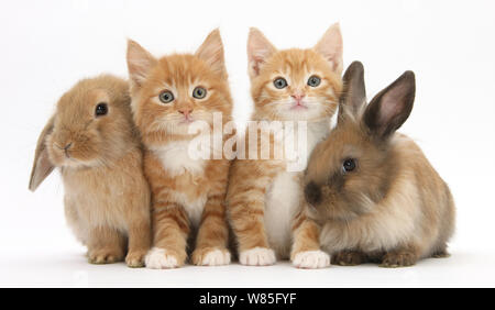 Lo zenzero i gattini di 7 settimane di età, seduto in fila con i giovani Lionhead conigli Lop. Foto Stock