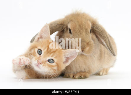 Lo zenzero gattino, Tom, 7 settimane di età, appoggiato con il giovane sandy Lop rabbit. Foto Stock