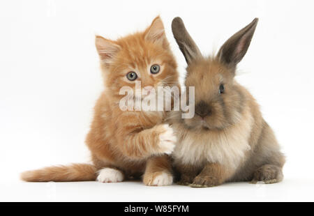 Lo zenzero gattino 7 settimane di età e giovani Lop Lionhead rabbit. Foto Stock