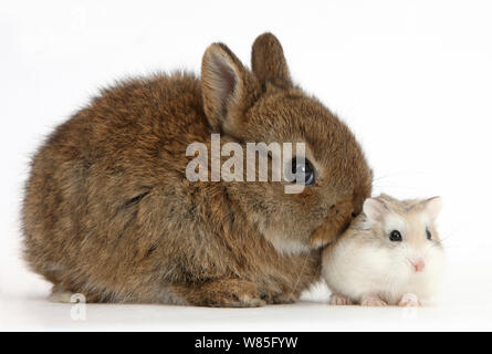 Baby Netherland Dwarf Rabbit con un criceto Roborovski (Phodopus roborovskii). Foto Stock