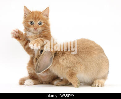 Lo zenzero gattino 7 settimane di età e giovani Lop Lionhead rabbit. Foto Stock