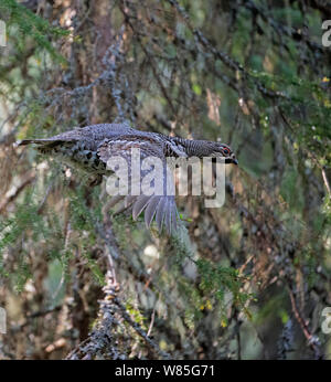 Francolino di monte (Tetrastes bonasia) Kuusamo, Finlandia, Giugno Foto Stock