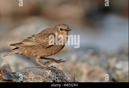 Starling comune (Sturnus vulgaris) capretti, Uto, Finlandia, Luglio Foto Stock