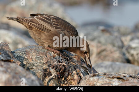 Starling comune(Sturnus vulgaris) capretti, Uto, Finlandia, Luglio Foto Stock