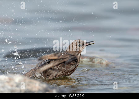 Starling comune(Sturnus vulgaris) capretti di balneazione, Uto, Finlandia, Luglio Foto Stock