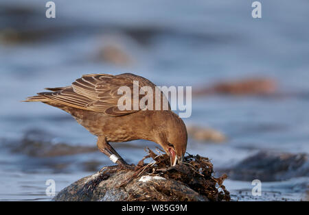 Starling comune (Sturnus vulgaris) capretti alimentazione, Uto, Finlandia, Luglio Foto Stock