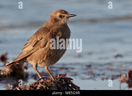 Starling comune(Sturnus vulgaris) capretti, Uto, Finlandia, Luglio Foto Stock