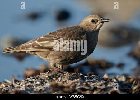 Starling comune (Sturnus vulgaris) capretti, Uto, Finlandia, Luglio Foto Stock