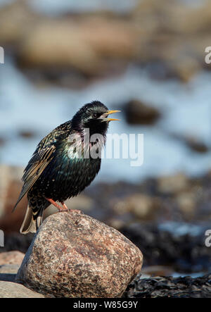 Comune di canto Starling (Sturnus vulgaris) Uto, Finlandia, Aprile Foto Stock