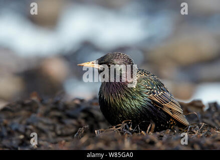 Starling comune (Sturnus vulgaris) Uto, Finlandia, Aprile Foto Stock