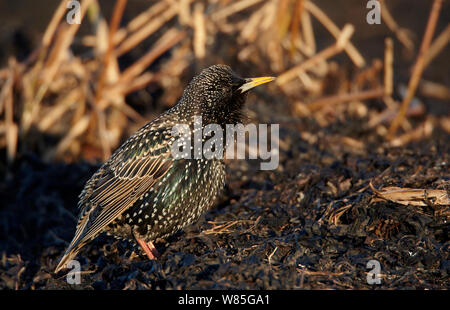 Starling comune (Sturnus vulgaris) Uto, Finlandia, Aprile Foto Stock