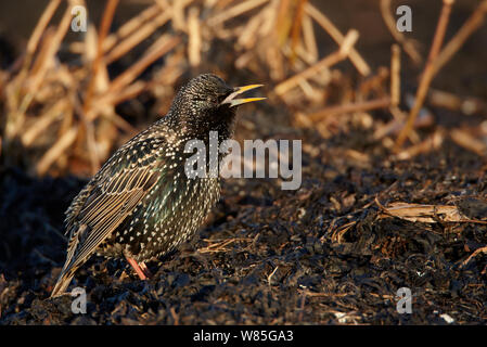 Comune di canto Starling (Sturnus vulgaris) Uto, Finlandia, Aprile Foto Stock