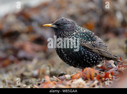 Starling comune per adulti (Sturnus vulgaris) Uto, Finlandia, possono Foto Stock