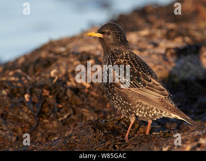 Starling comune (Sturnus vulgaris) Uto, Finlandia, possono Foto Stock