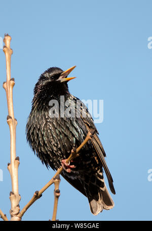 Starling comune (Sturnus vulgaris) cantare, Uto, Finlandia, Aprile Foto Stock