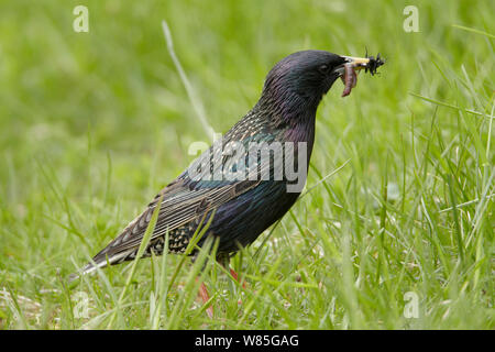 Starling comune (Sturnus vulgaris) la raccolta di cibo per i pulcini, Uto, Finlandia, possono Foto Stock