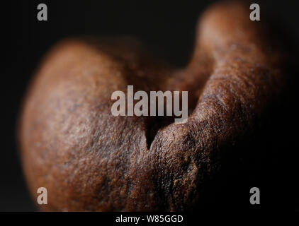 Close up di un arrosto di chicco di caffè (Coffea sp), UK. Foto Stock