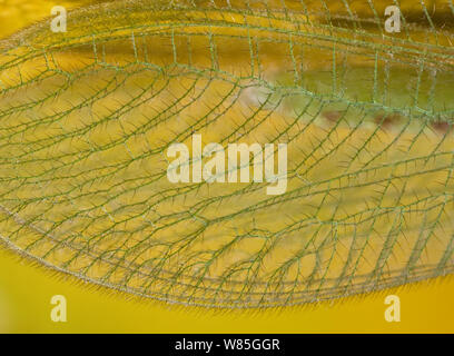 Close up dell'ala vene di un verde lacewing Chrysopa (sp), UK. Foto Stock