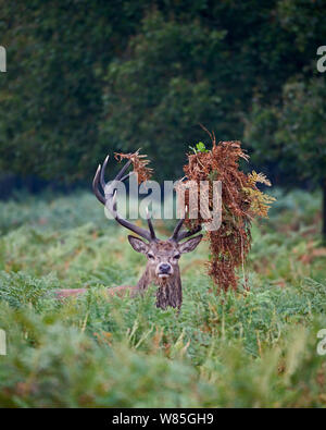 Il cervo (Cervus elaphus) feste di addio al celibato con bracken nella sua palchi durante rut, Richmond Park, Londra, Regno Unito, Settembre. Foto Stock