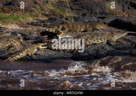 Coccodrilli del Nilo (Crocodylus niloticus) appoggiato sulle rocce. Il Masai Mara riserva nazionale del Kenya. Foto Stock