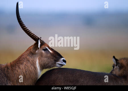 Defassa waterbuck (Kobus ellipsiprymnus defassa) ritratto maschile. Il Masai Mara riserva nazionale del Kenya. Foto Stock