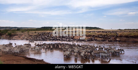 Bianco orientale-barbuto gnu mandria (Connochaetes taurinus) e comuni o normale&#39;s Zebra (Equus burchelli) attraversando il fiume Mara. Il Masai Mara riserva nazionale del Kenya. Foto Stock
